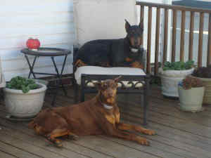 carpet odor removal from dogs Josie and Messi