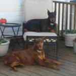 dobermans responsible for carpet mess